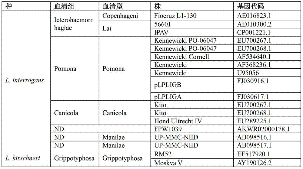 Fluorescence quantification PCR (Polymerase Chain Reaction) primer, probe and kit for detecting dog leptospira nucleic acid