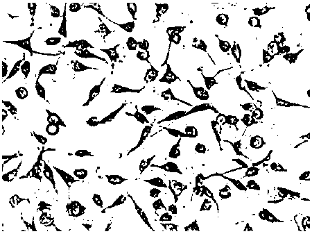 Application of nicotinamide-containing mononucleotide formula in field of preparing anti-ageing nutritional health-care products or drugs