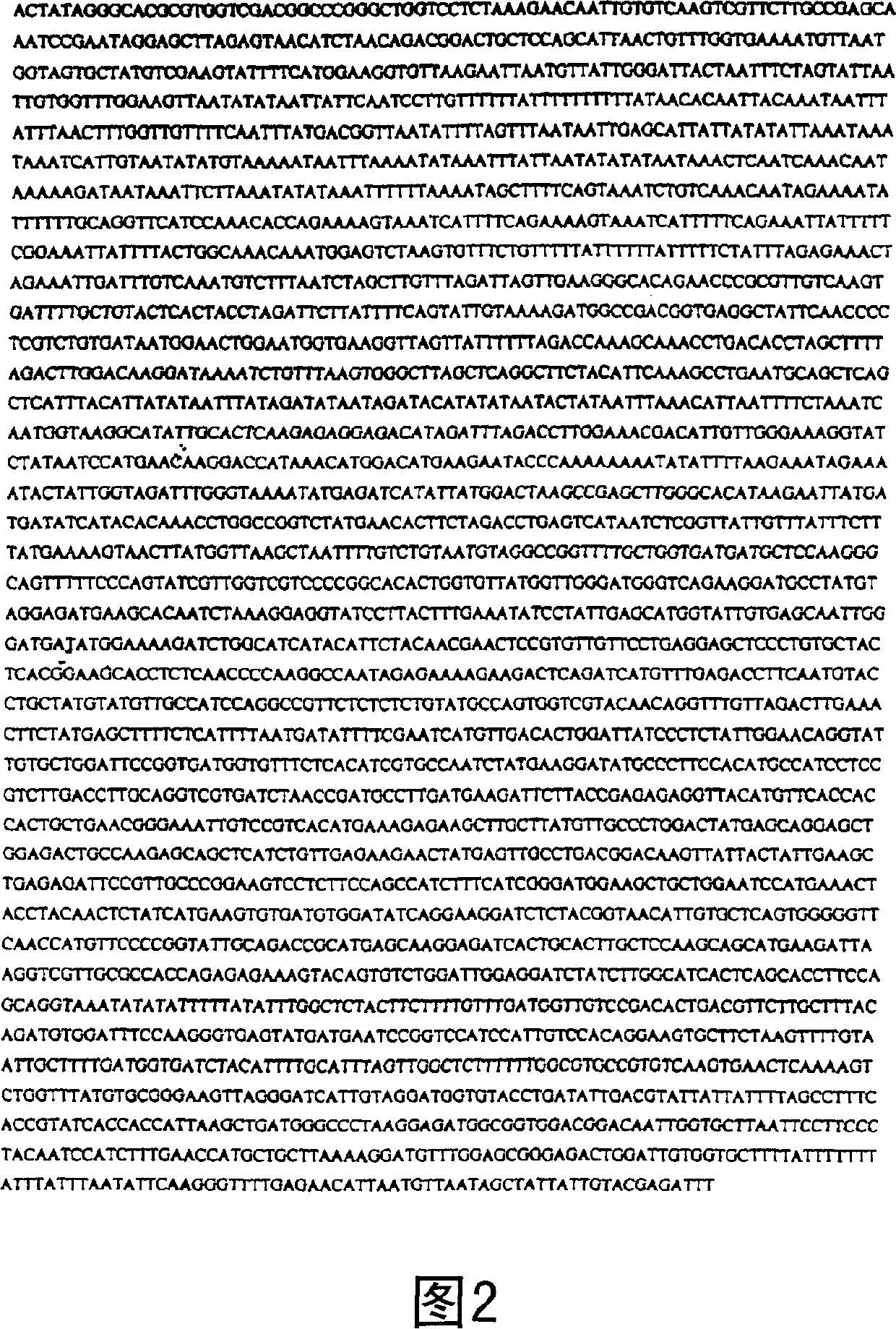 Isolation and characterization of fiber-specific actin promoter from cotton