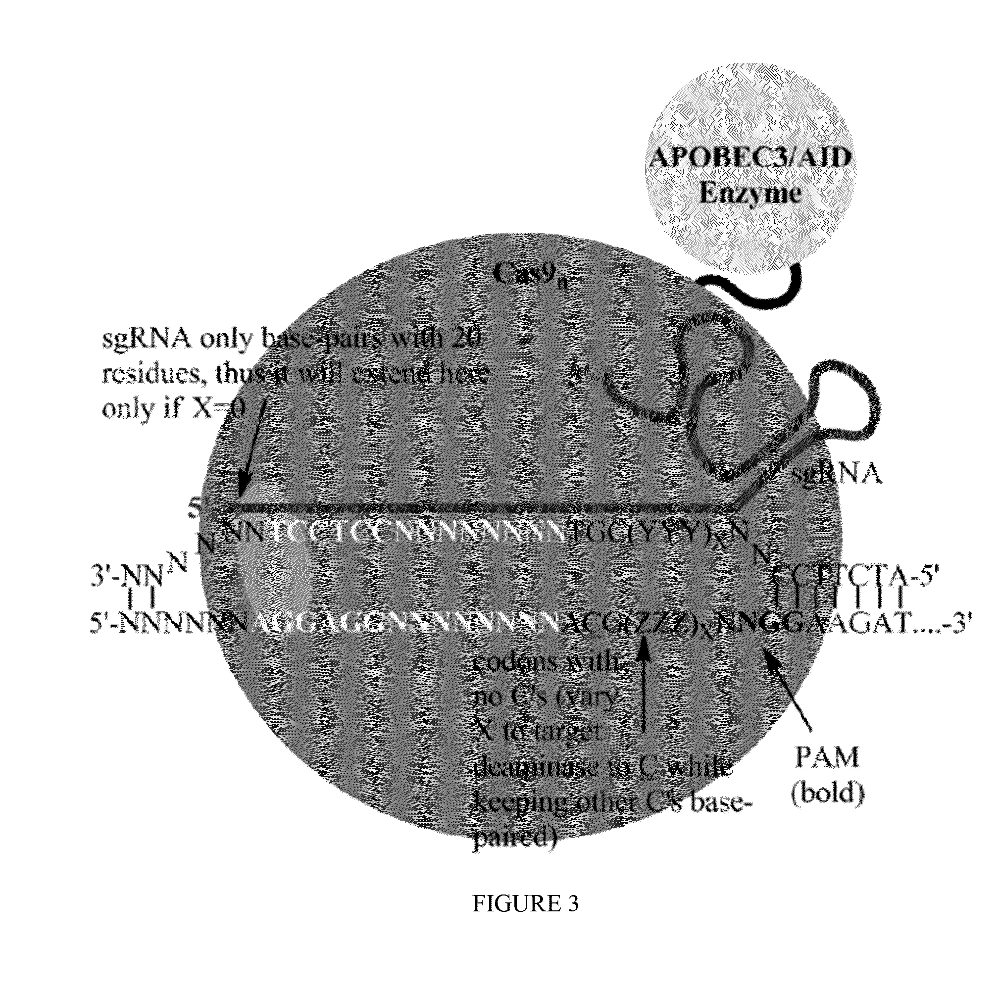 Methods for correcting presenilin point mutations