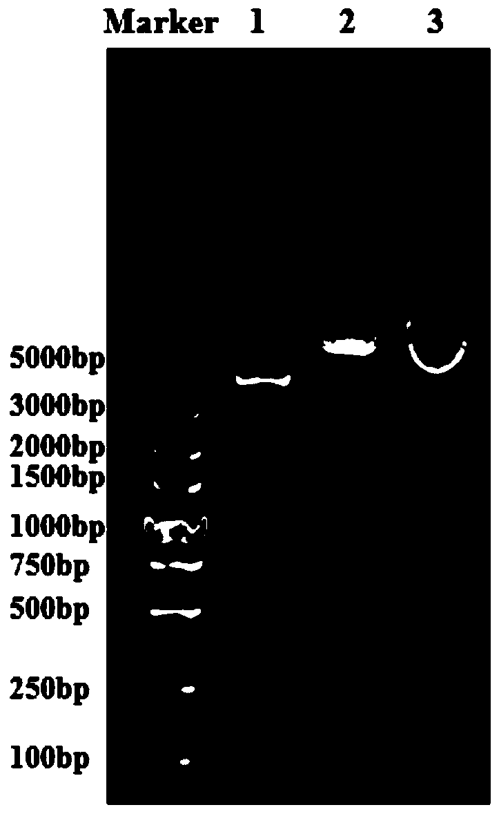 Engineering bacterium over-expressing carbon catabolite repression effect transcription inhibitor gene and construction method thereof