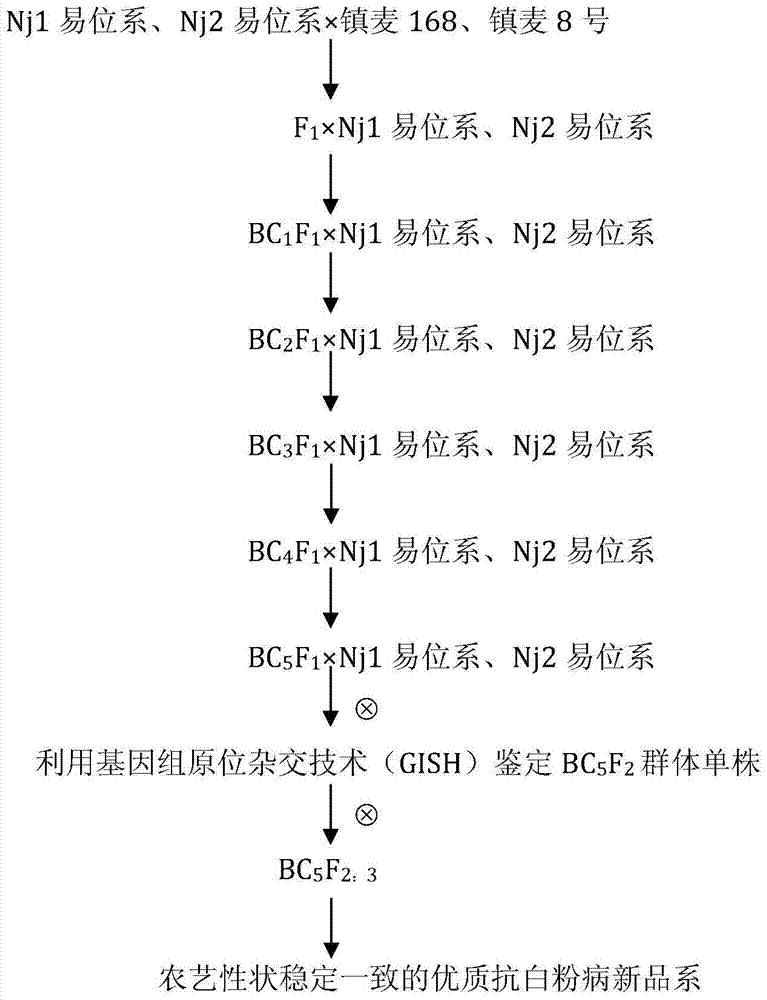 A method for creating high-quality powdery mildew resistant breeding elements based on tufted wheat