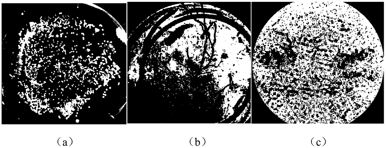 Fusidic acid high-yield strain as well as breeding method and application thereof