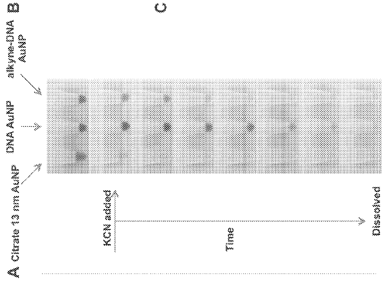 Templated nanoconjugates