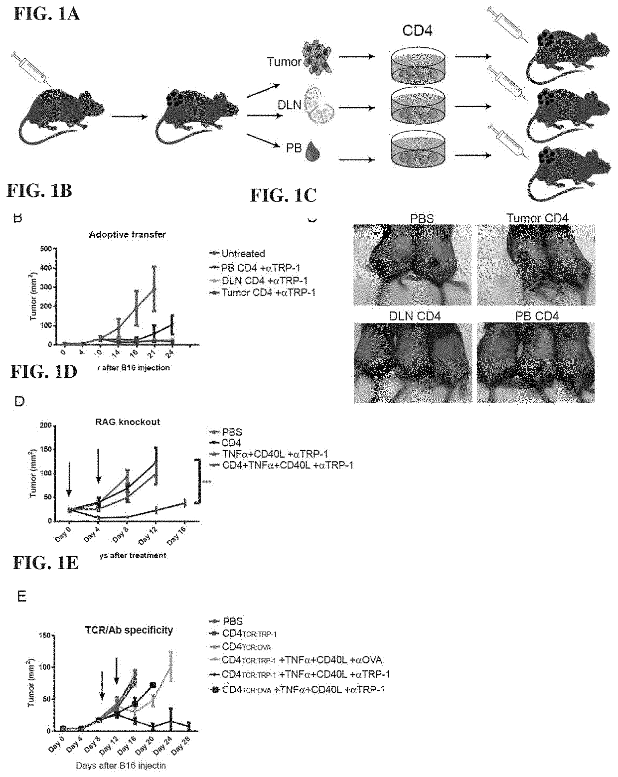 T cell expressing an fc gamma receptor and methods of use thereof