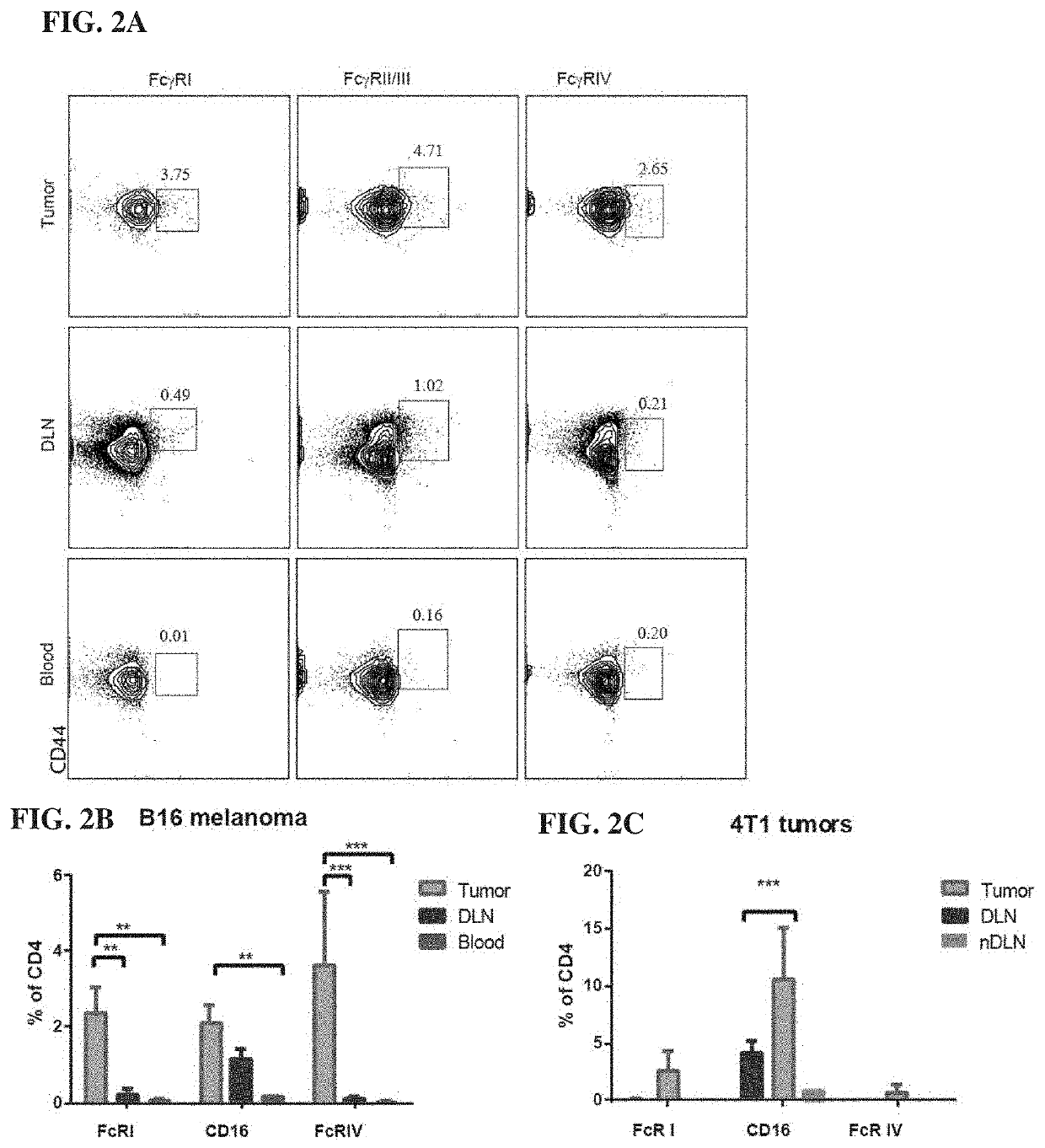 T cell expressing an fc gamma receptor and methods of use thereof