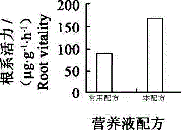 Chlorophytum comosum cultivation method