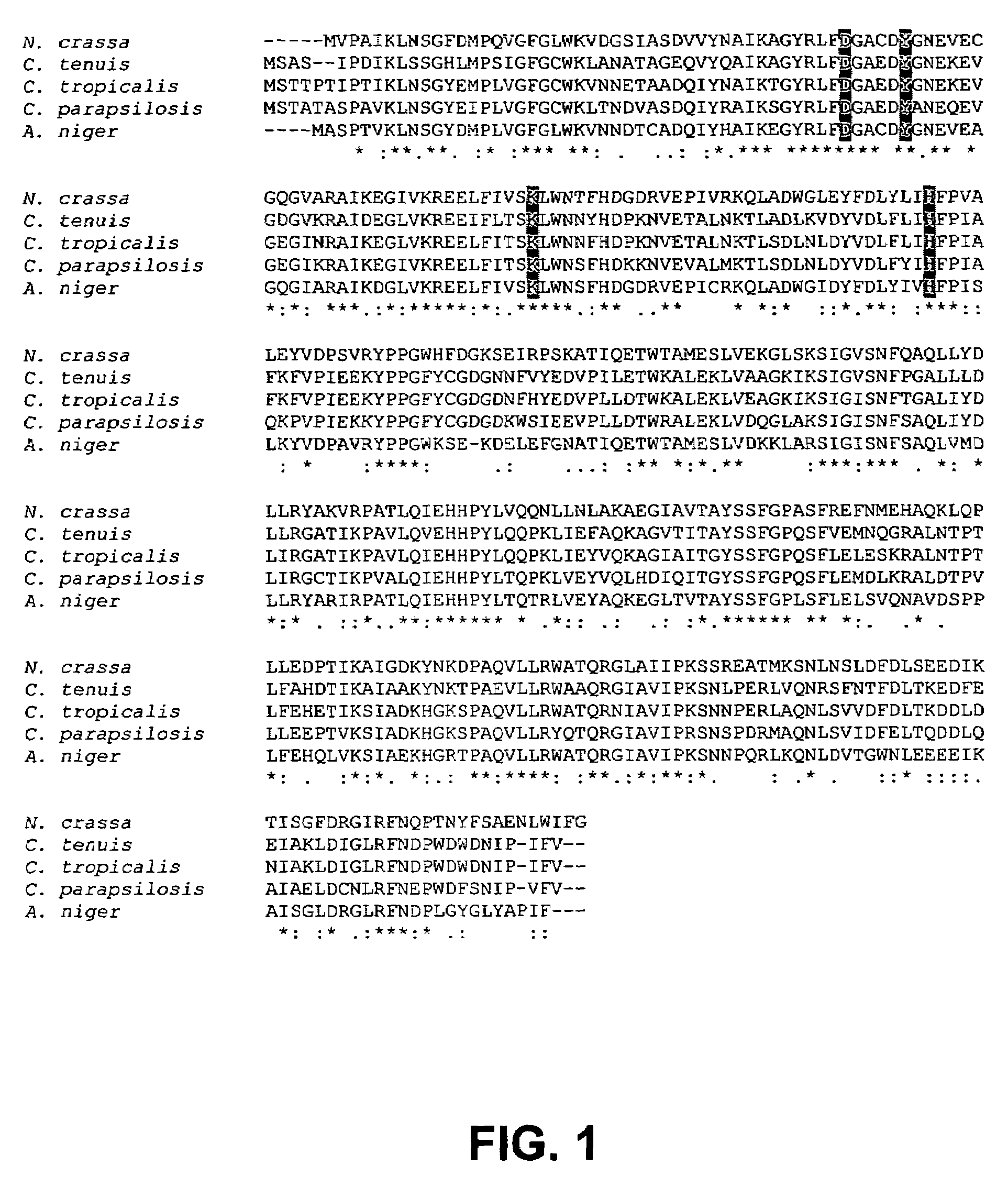 Highly active xylose reductase from Neurospora crassa