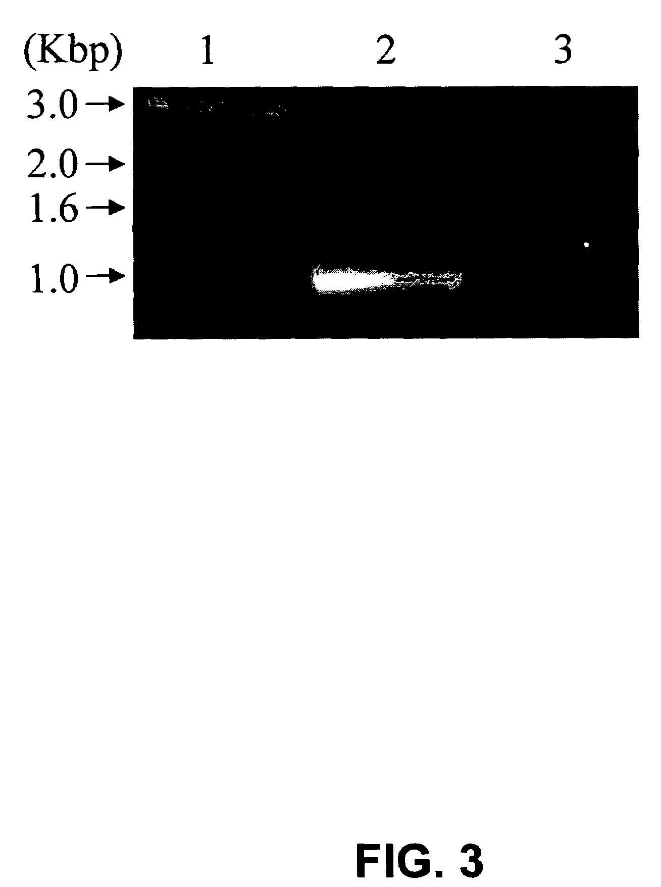 Highly active xylose reductase from Neurospora crassa