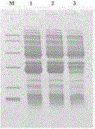 Recombinant nuclease and preparation method thereof