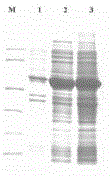 Recombinant nuclease and preparation method thereof