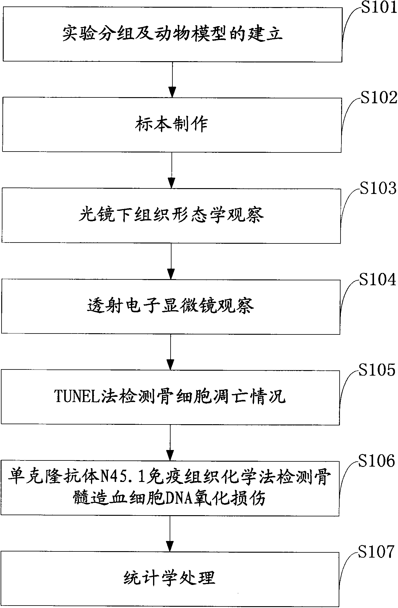 Experimental method of effects of DNA oxidative damage and bone cell apoptosis on avascular necrosis