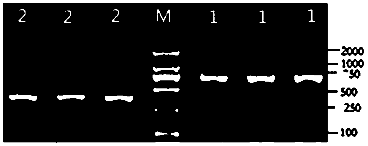 A method for detecting single nucleotide polymorphism of yak foxo1 gene and its kit