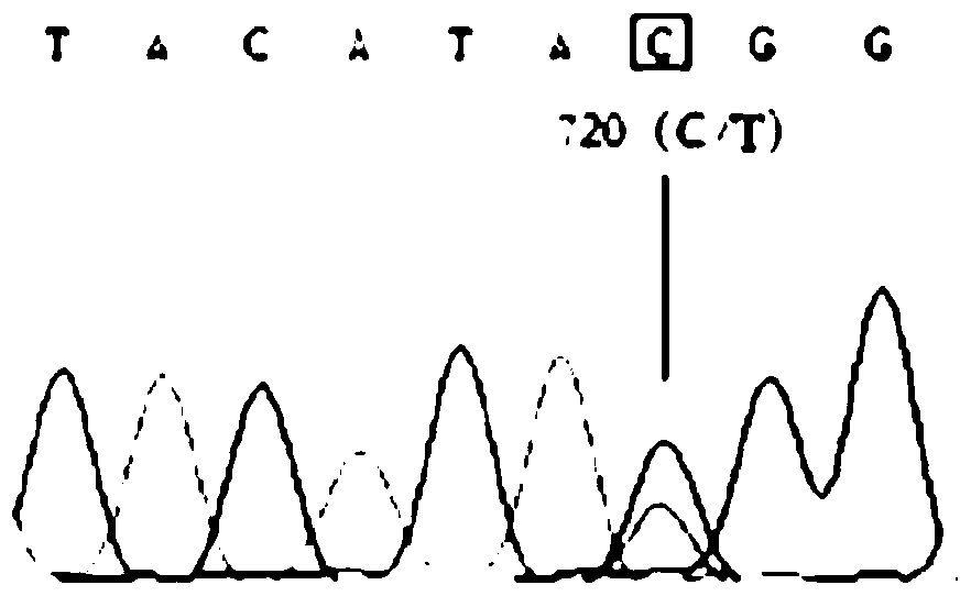 A method for detecting single nucleotide polymorphism of yak foxo1 gene and its kit