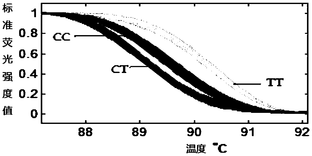 A method for detecting single nucleotide polymorphism of yak foxo1 gene and its kit