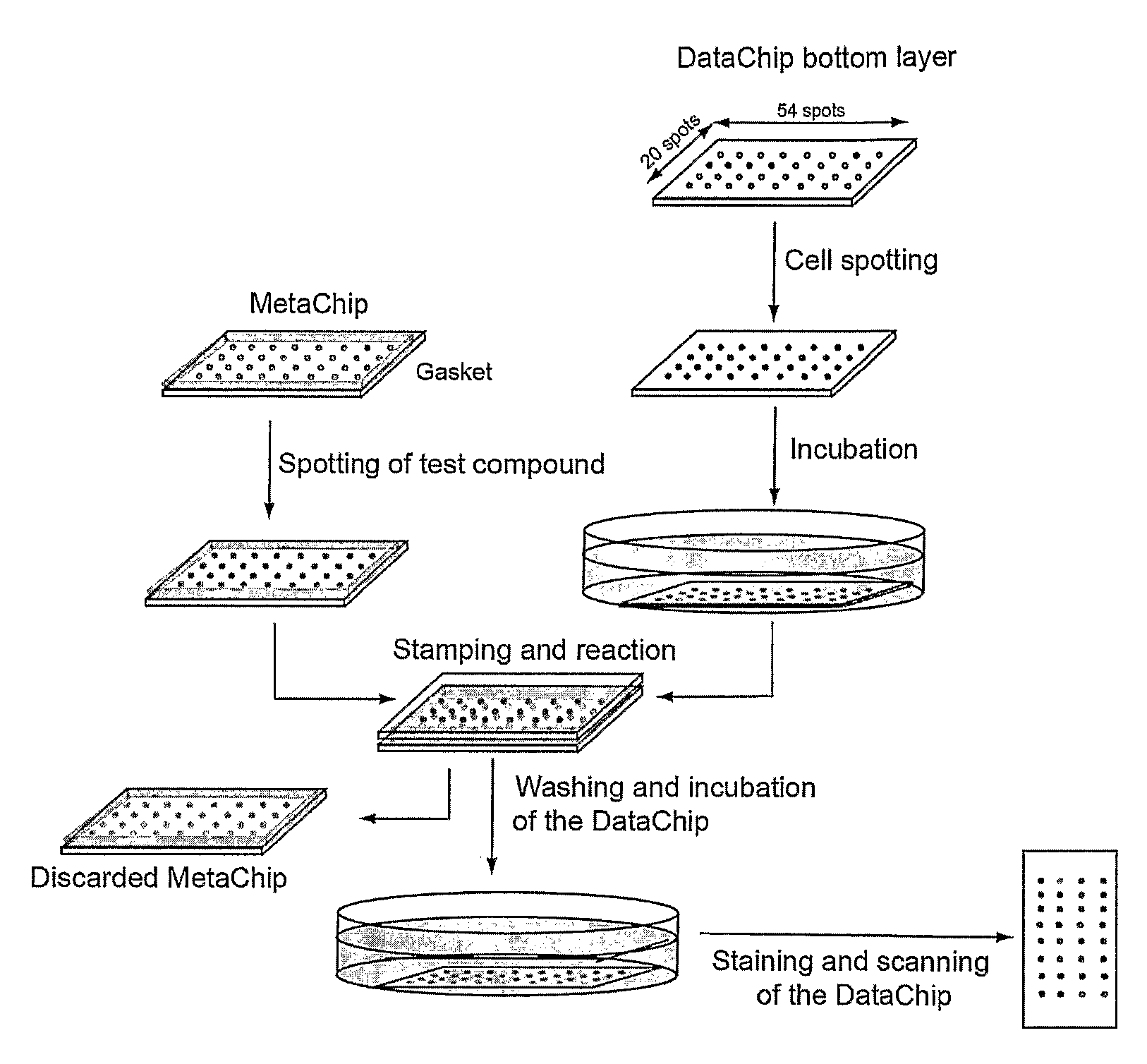 Three-dimensional cellular array chip and platform for toxicology assays