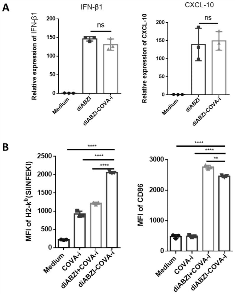 Endoplasmic reticulum Golgi apparatus targeting micromolecule, conjugate and application of endoplasmic reticulum Golgi apparatus targeting micromolecule