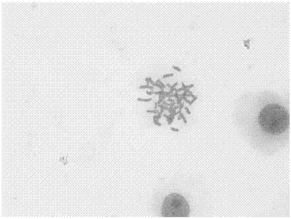 A kind of chromosome production method