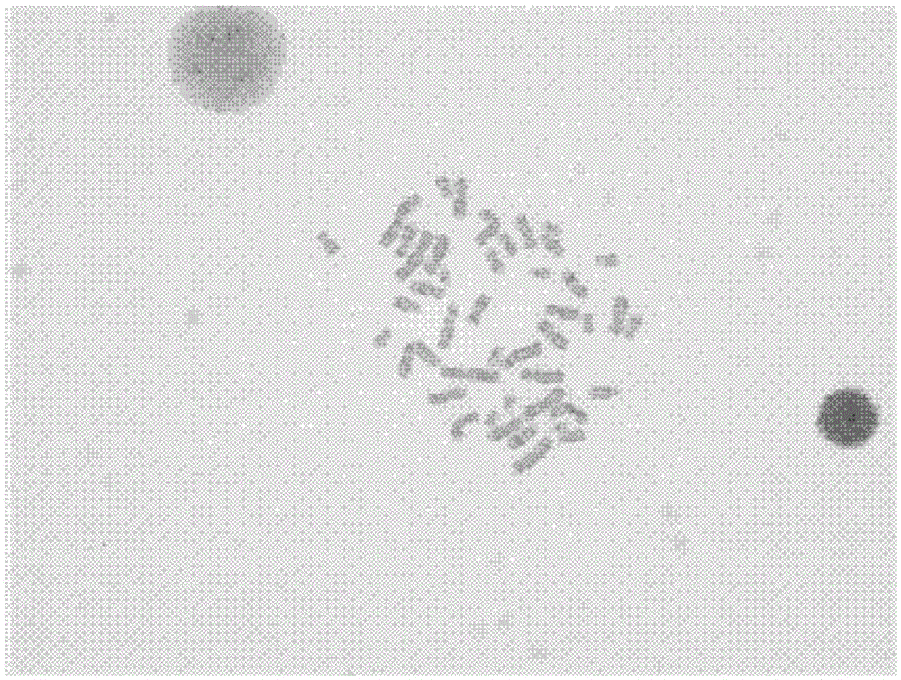 A kind of chromosome production method