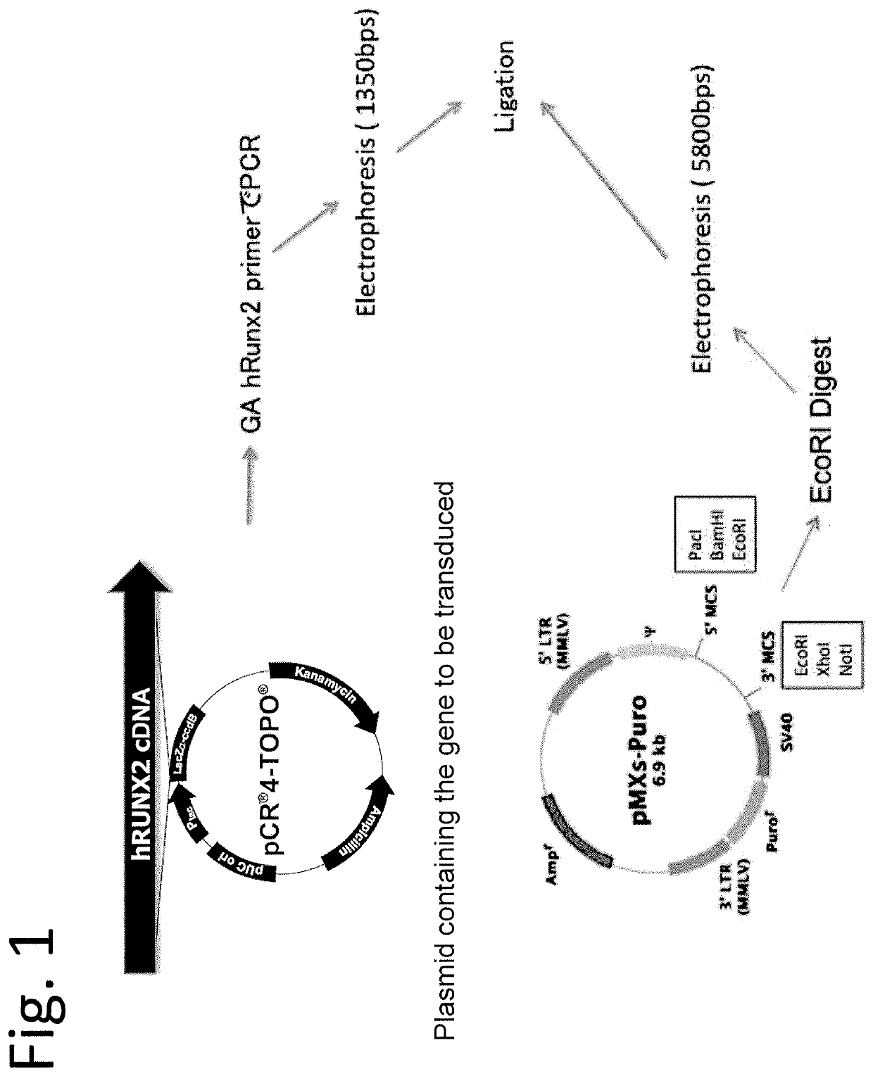 Osteoblast and method for preparing same