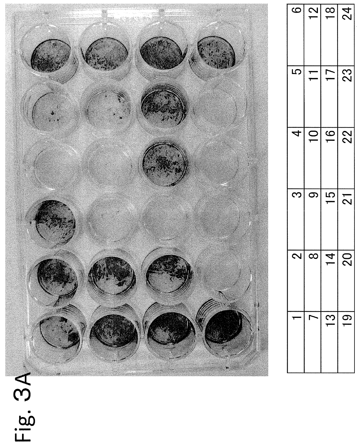 Osteoblast and method for preparing same