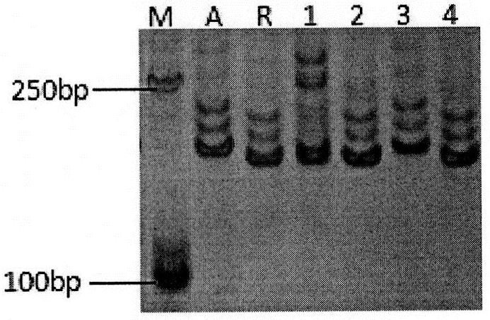 A high-efficiency assisted selection method for molecular markers in the restorer line of japonica rice