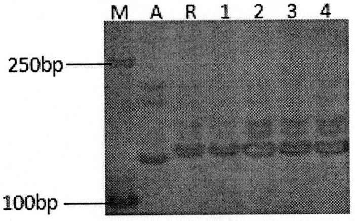 A high-efficiency assisted selection method for molecular markers in the restorer line of japonica rice