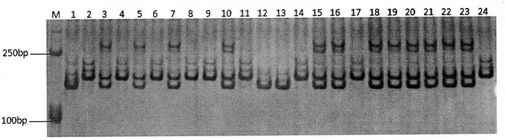 A high-efficiency assisted selection method for molecular markers in the restorer line of japonica rice