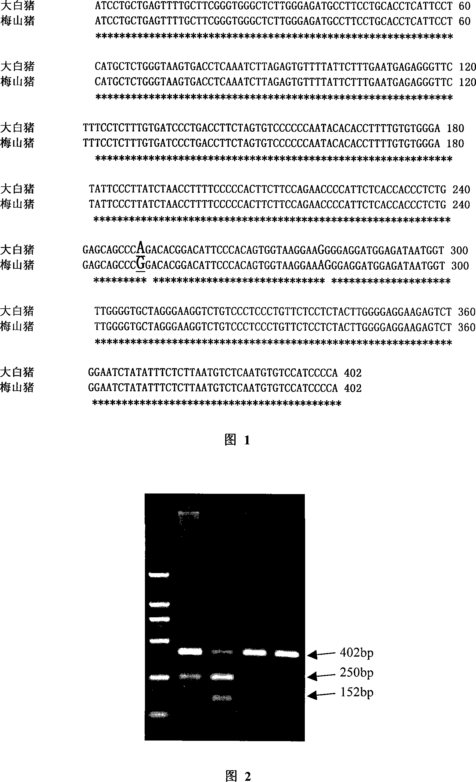 SLC39A7 gene as genetic label of pig fat deposition description and application thereof