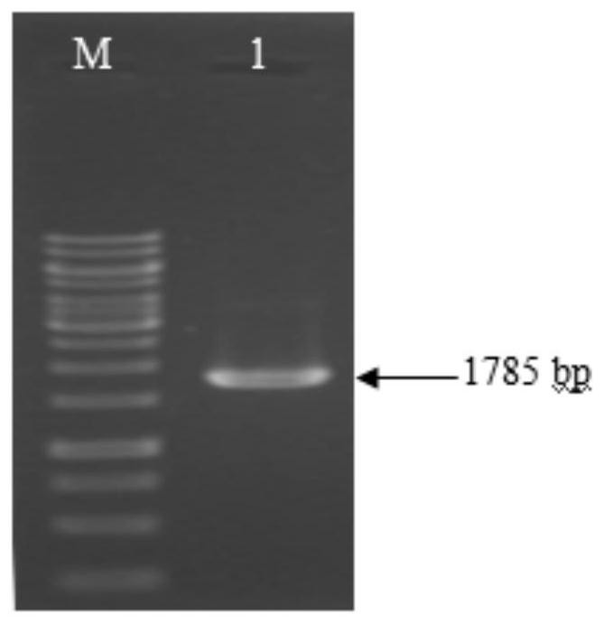 Recombinant bacterium containing novel PHA chimeric enzyme and preparation method and application of recombinant bacterium