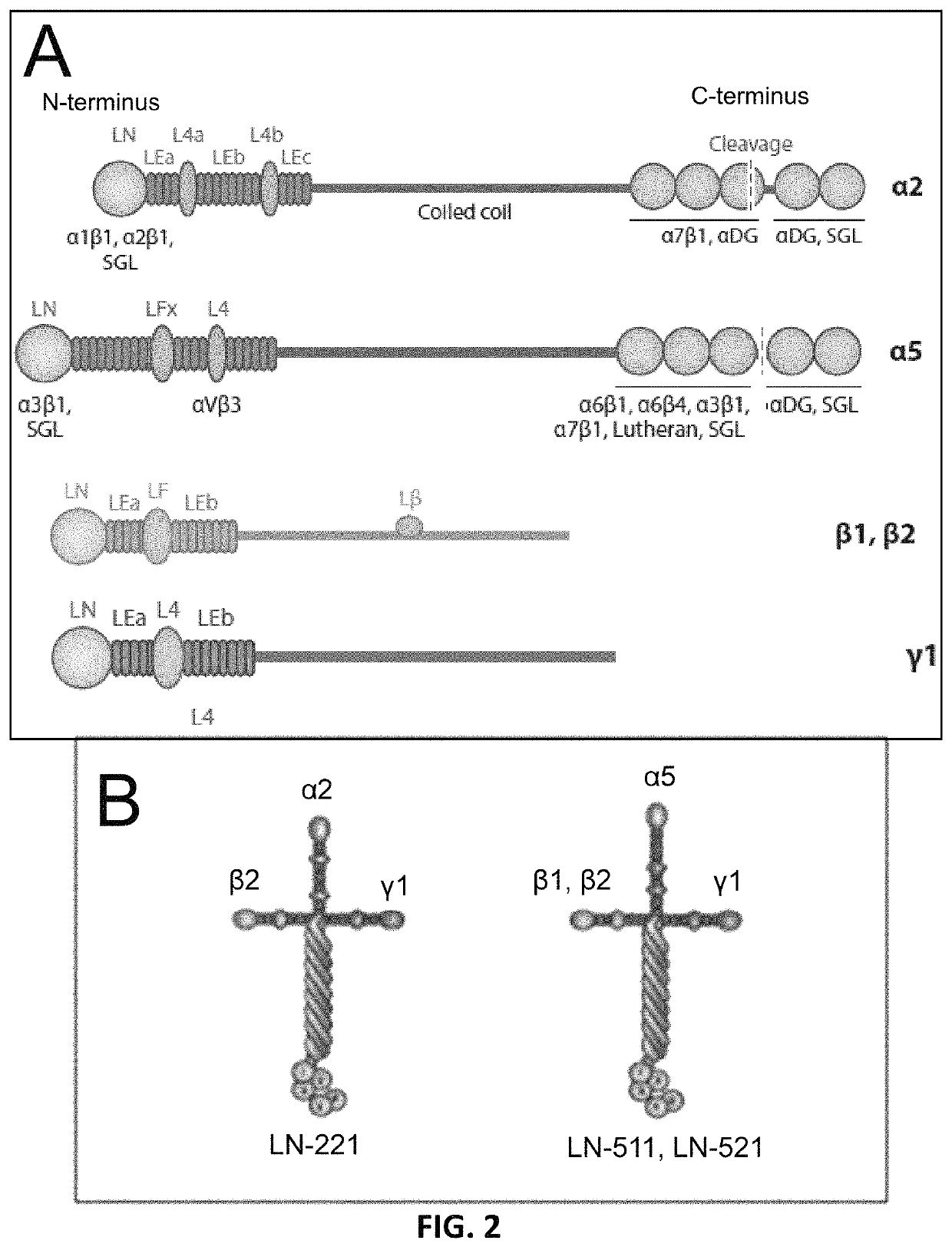 Differentiation of pluripotent stem cells and cardiac progenitor cells into striated cardiomyocyte fibers using laminins LN-511, LN-521 and LN-221