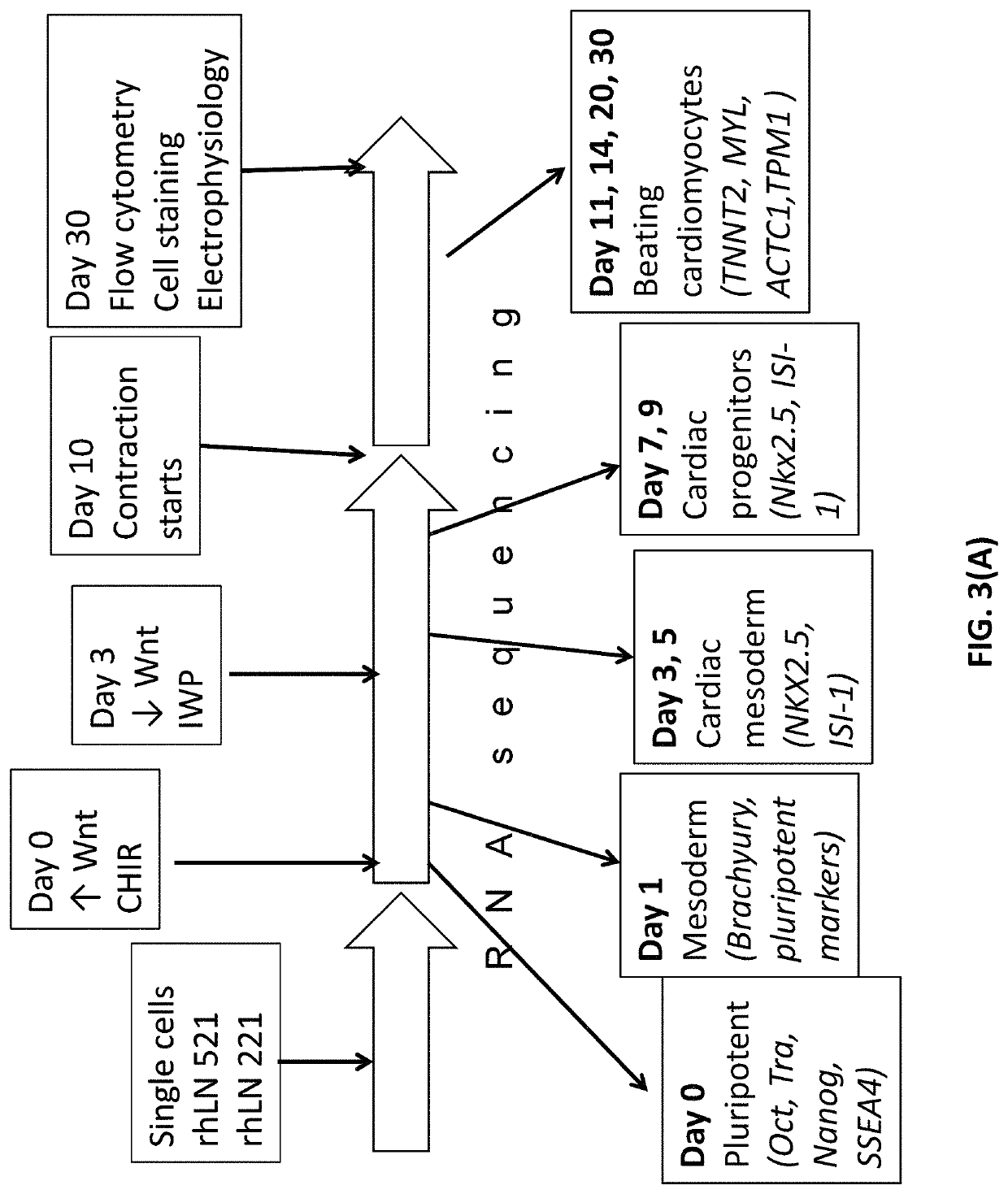 Differentiation of pluripotent stem cells and cardiac progenitor cells into striated cardiomyocyte fibers using laminins LN-511, LN-521 and LN-221