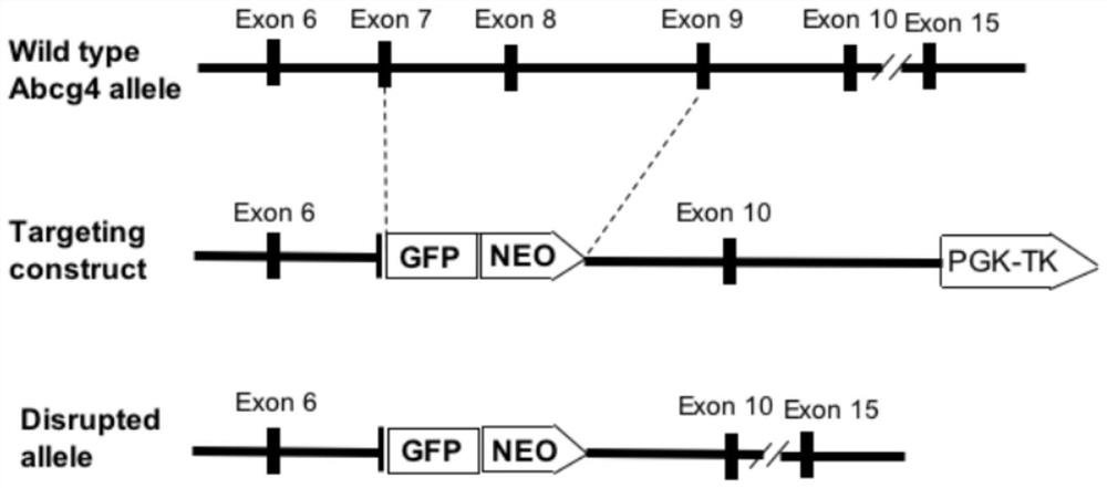 Application of abcg4 gene in constructing animal model with two-way change in obesity degree