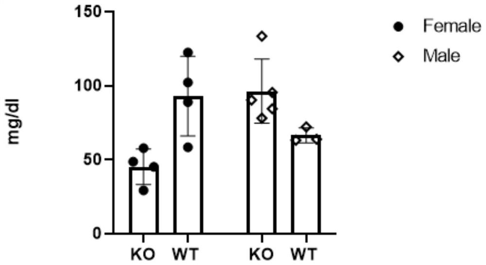 Application of abcg4 gene in constructing animal model with two-way change in obesity degree