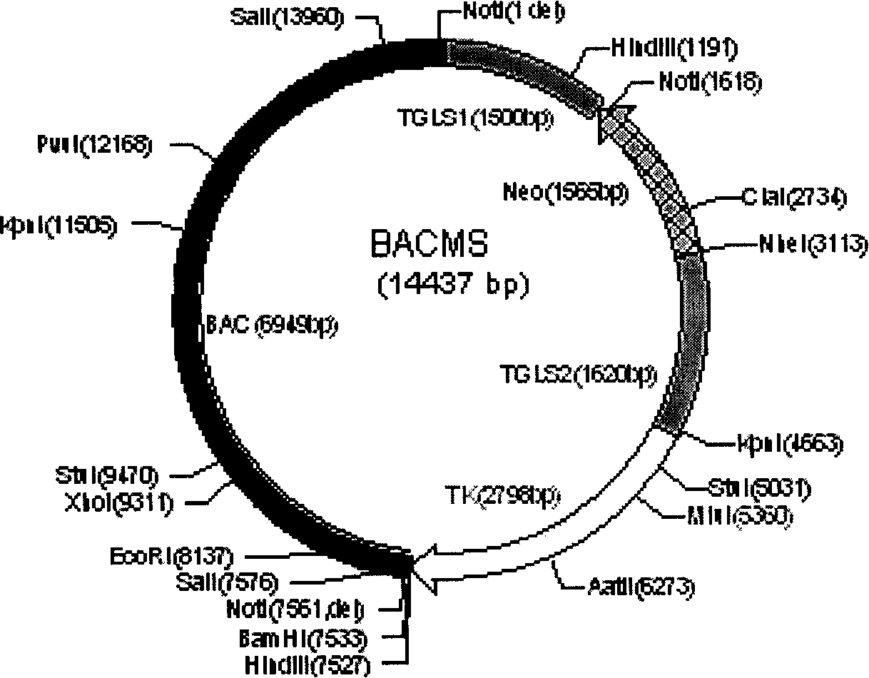 Human source chromosome targeting vector of human beta-globin gene cluster and application therefor