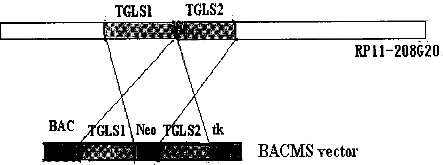 Human source chromosome targeting vector of human beta-globin gene cluster and application therefor