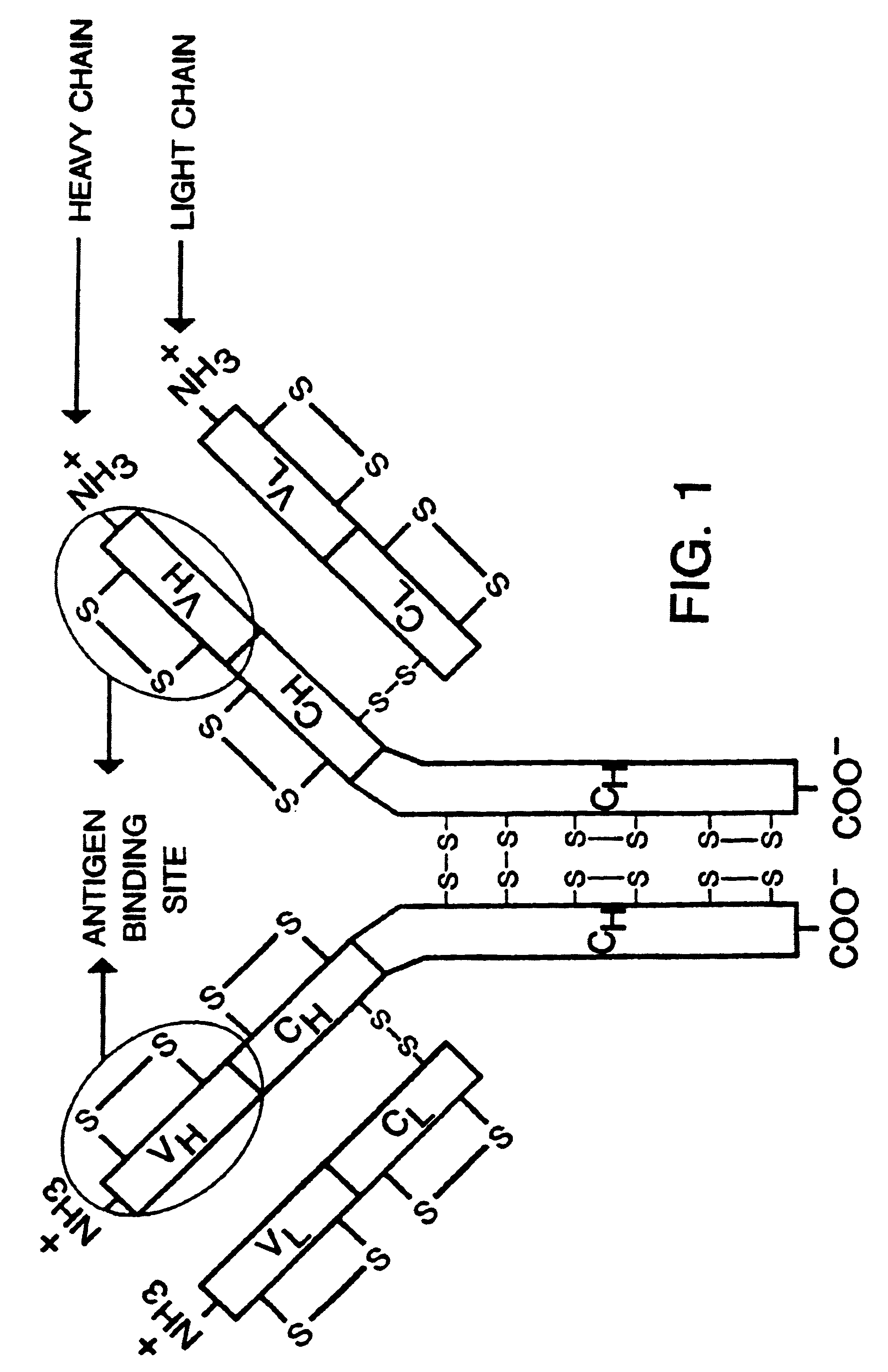 Heterodimeric receptor libraries using phagemids