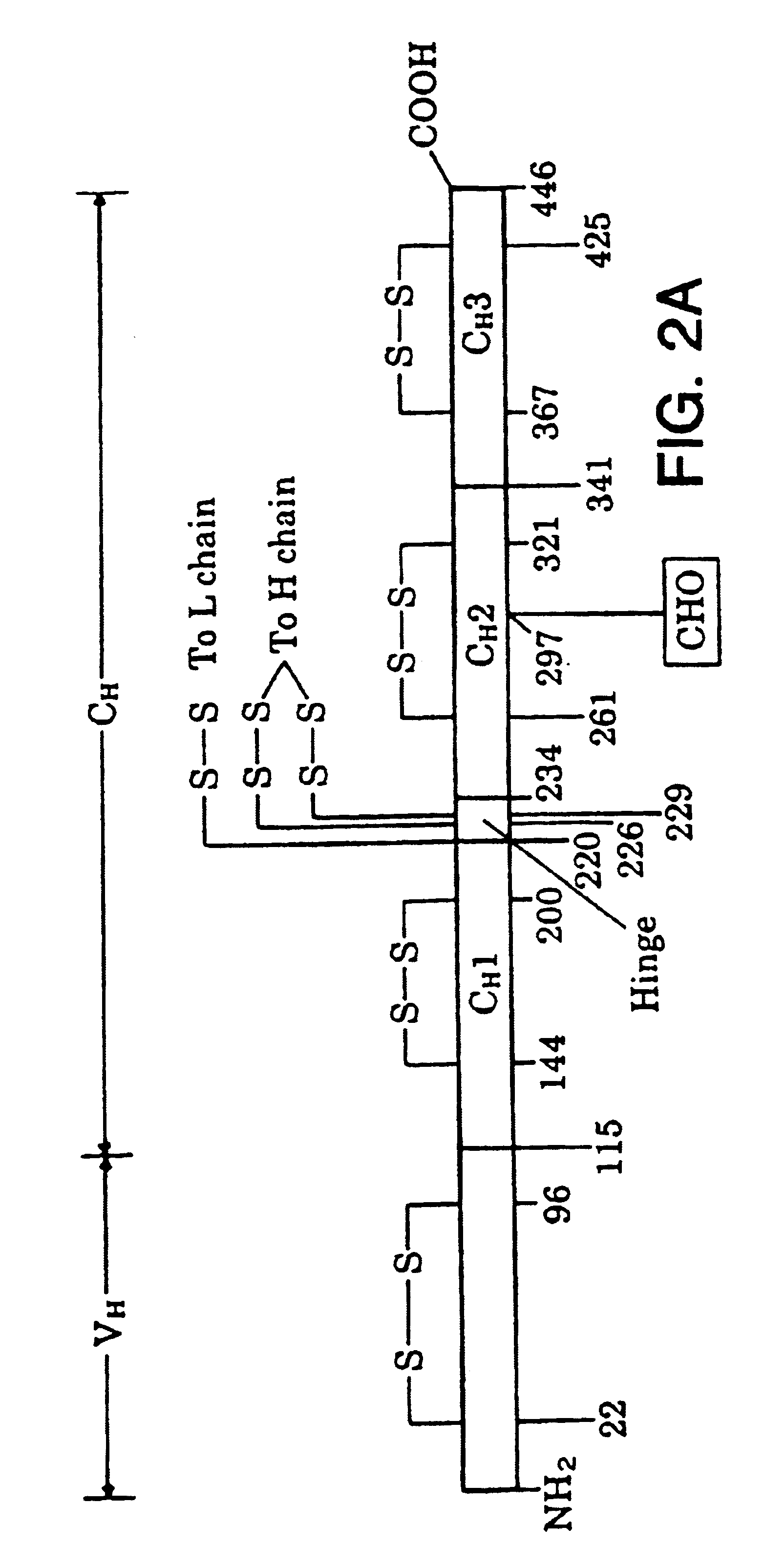 Heterodimeric receptor libraries using phagemids