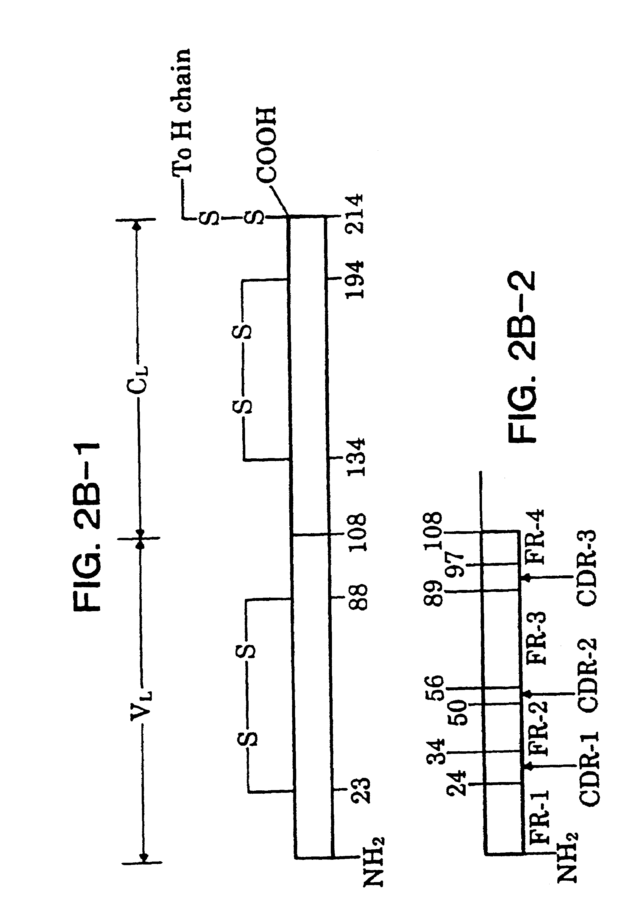 Heterodimeric receptor libraries using phagemids