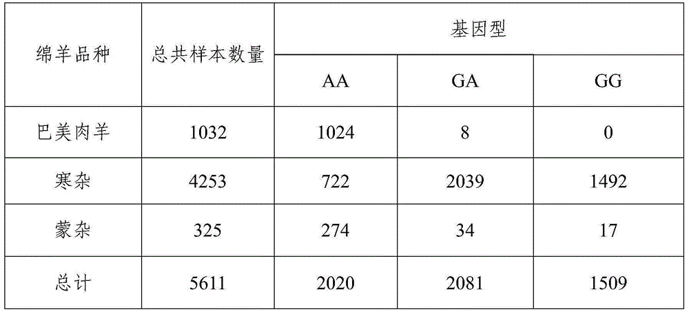 Method for detecting sheep FecB gene polymorphism by using Taqman MGB probes