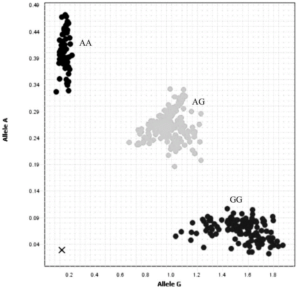 Method for detecting sheep FecB gene polymorphism by using Taqman MGB probes