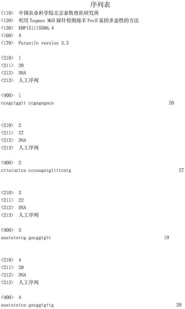 Method for detecting sheep FecB gene polymorphism by using Taqman MGB probes