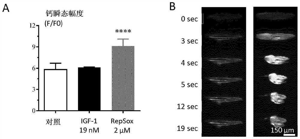 Alk5 inhibitors as skeletal muscle hypertrophy inducers