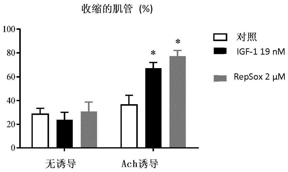 Alk5 inhibitors as skeletal muscle hypertrophy inducers