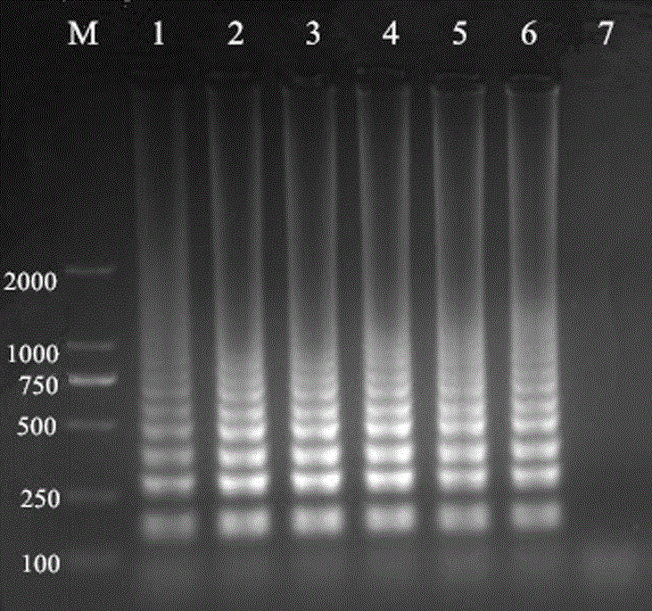 Method for detection of phagophilic cells without plasma by lamp technique