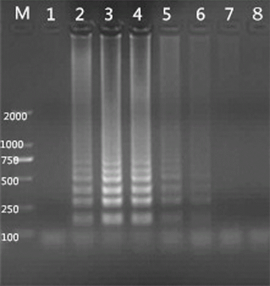 Method for detection of phagophilic cells without plasma by lamp technique