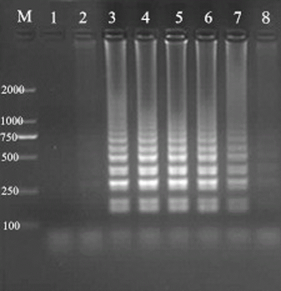 Method for detection of phagophilic cells without plasma by lamp technique