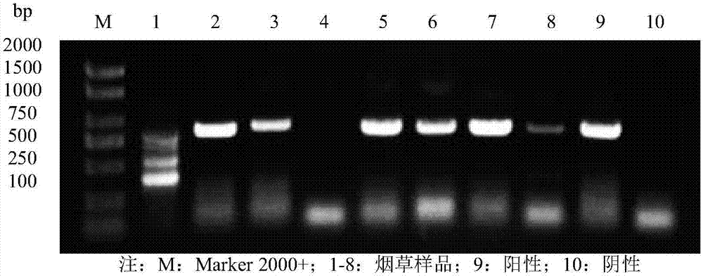 Method for rapidly and sensitively detecting tobacco potato virus Y