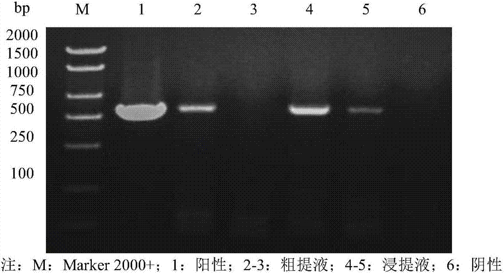 Method for rapidly and sensitively detecting tobacco potato virus Y