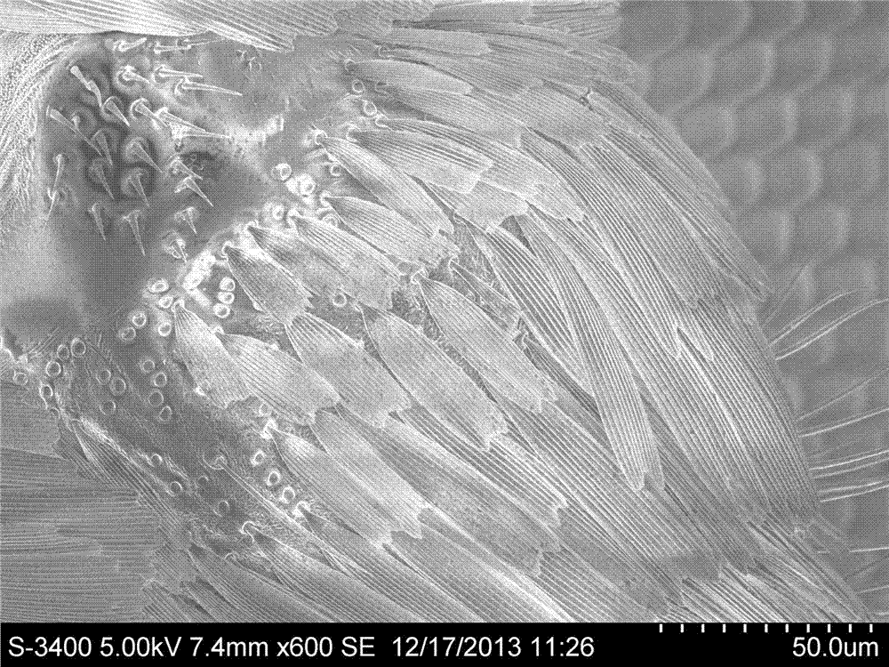 Treatment method of scanning electron microscope samples of insect tentacles and appendages